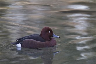 Moorente, Aythya nyroca, ferruginous duck