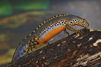 Male alpine newt, Ichthyosaura alpestris, Syn.: Triturus alpestris, alpine newt, male