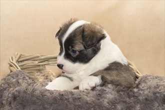 Three-week-old puppy (Icelandic dog)