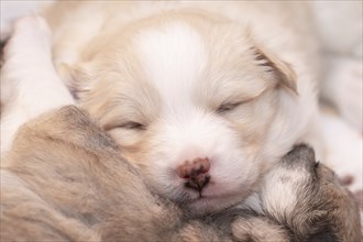 Three week old Icelandic dog