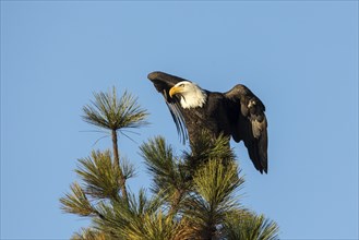 A bald eagle on a tree top opens its wings a little bit in north Idaho