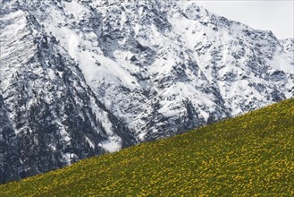 Dandelion meadow in the Stelvio National Park in Italy