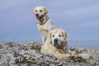 Two Golden Retrievers on a viewing rock