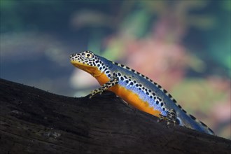 Alpine newt, Triturus alpestris