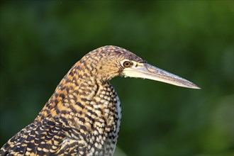 Rufescent tiger heron (Tigrisoma lineatum) Pantanal Brazil