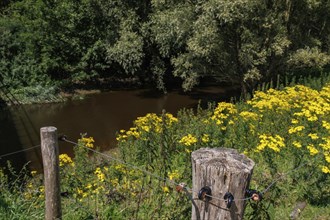 Quiet riverbank with wild yellow flowers and an old wooden fence in front of densely overgrown