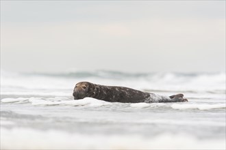 A grey seal bull lies in the surf of the Heligoland dune