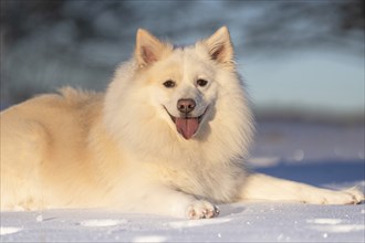 Icelandic dog in the snow