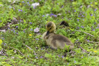 Canada goose (Branta canadensis) gosling on a meadow