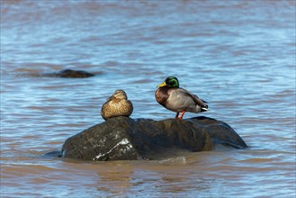 A pair of mallards, a mallard resting on a rock on the shore of Lake Michigan