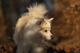 In the autumn forest