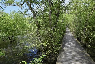 Boardwalk in the quarry forest at Vogelkoje Meeram, Amrum, North Frisian Island, North Frisia,