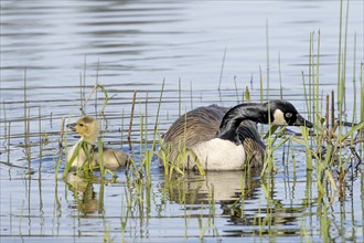 A canadian goose and its gosling eating grass together in Hauser Lake, Idaho