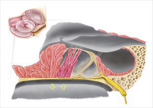 Anatomy of the organ of Corti, part of the cochlea of the inner ear