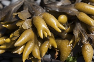 A close up of rockweed in the tidepools of the north hetty in Ocean Shores, Washington