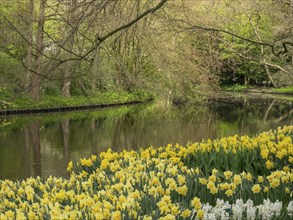 Wild daffodils line the banks of a river, surrounded by tall trees in a spring landscape,