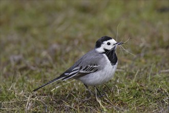 White wagtail, Motacilla alba, white wagtail