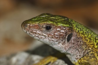 Green lizard, Lacerta viridis, European green lizard