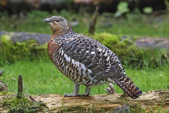 Capercaillie, female, Tetrao urogallus, wood grouse, female