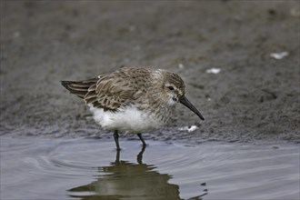 Dunlin, Calidris alpina, dunlin