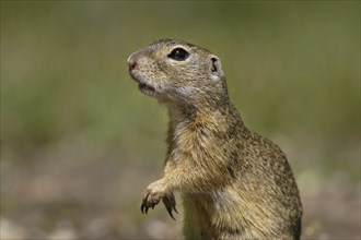 Ziesel, Spermophilus, European ground squirrel