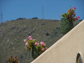 Flowers in green pots on a beige wall, with an overgrown hill in the background, palermo, sicily,