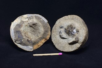 A stone is split apart to show the fossilised crab