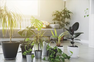 Collection of various tropical green plants in different pots on gray background. Sunligt from