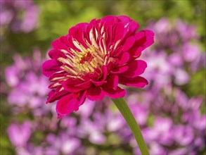 Bright red flower protrudes prominently from a pink-tinted summer garden, Bad Lippspringe, Germany,