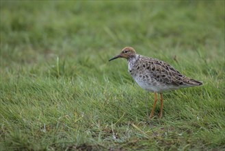 Ruff, Calidris pugnax, Ruff, male, male