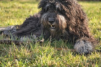 Black Goldendoodle lying on the lawn with stick. Faithful companion, which is also suitable as a