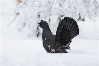 Auerhahn, Tetrao urogallus, wood grouse