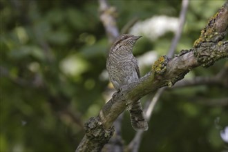 Wendehals, Jynx torquilla, Eurasian wryneck