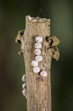 Saturnia pyri, giant peacock moth, eggs