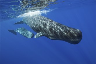 Sperm whale mother with calf, Physeter macrocephalus, Caribbean, Dominica, Central America