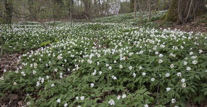 Wood anemone, Anemone nemorosa, wood anemone