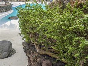 Close-up of dense green vegetation on rocks, with a small pool in the background, Lanzarote, Canary