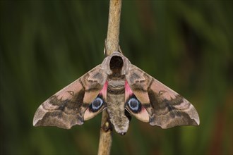 Evening peacock-eye, Smerinthus ocellata, eyed hawk-moth