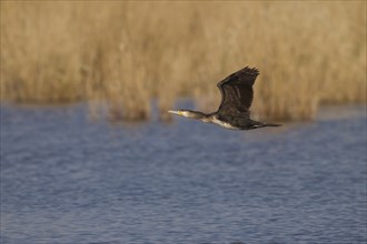 Kormoran, Phalacrocorax carbo, great cormorant