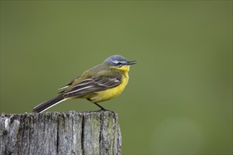 Yellow wagtail, Motacilla flava, western yellow wagtail