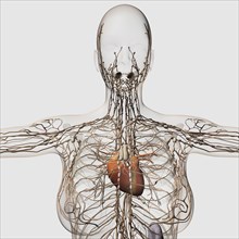 Medical illustration of female lymphatic system with heart at center, front view