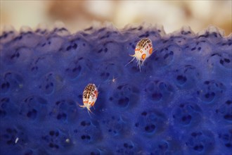 Amphipods, Cyproidea sp., Komodo National Park, Indonesia, Asia