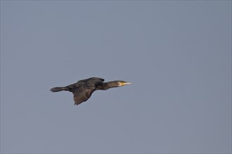 Kormoran, Phalacrocorax carbo, great cormorant