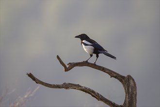 Elster, Pica pica, Eurasian magpie