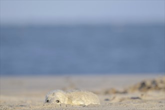 A newborn grey seal lies in the sand of the Heligoland dune