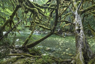 Temperate rainforest on the Englishman River on Vancouver Island in Canada