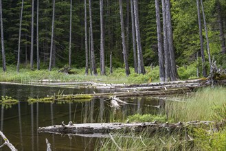 Little Morte Lake on Quadra Island in British Columbia, Canada, North America