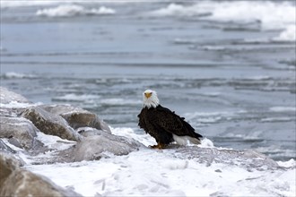 The Bald eagle sitting on the shores of Lake Michigan