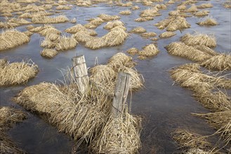 A close up of two fence posts in a clump of yellow grass and frozen pond