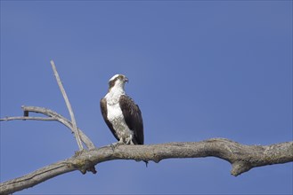 An osprey is perched on a barren branch watching for fish to catch in Coeur d'Alene, Idaho